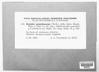 Erysiphe heraclei image